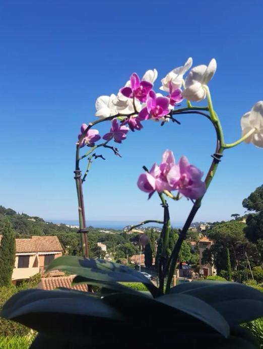 Appartamento Hameau Du Soleil Cavalaire-sur-Mer Esterno foto